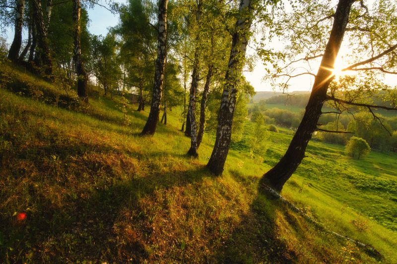 россия, московская область, зарайск, река, восход солнца, рассвет, луг, лес, весна, камни, пейзаж, природада Березовая роща фото превью