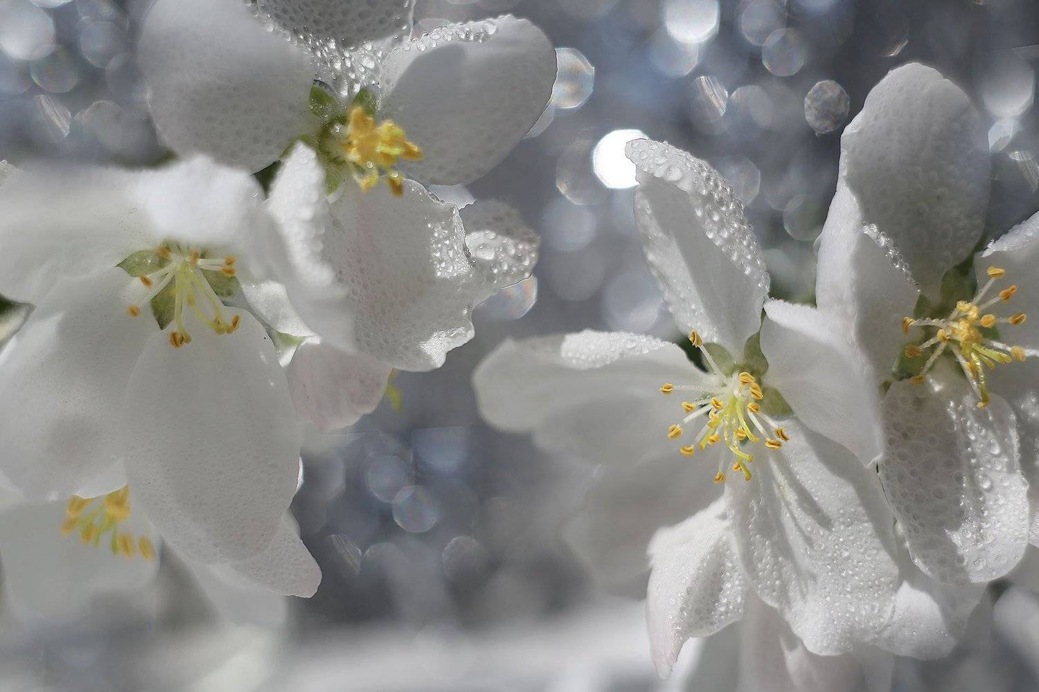 , Качурин Алексей