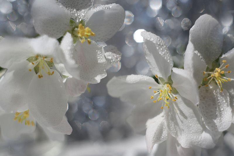 Ворваться в цвет! фото превью