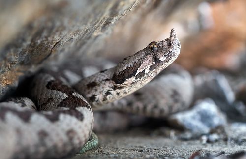 Vipera ammodytes