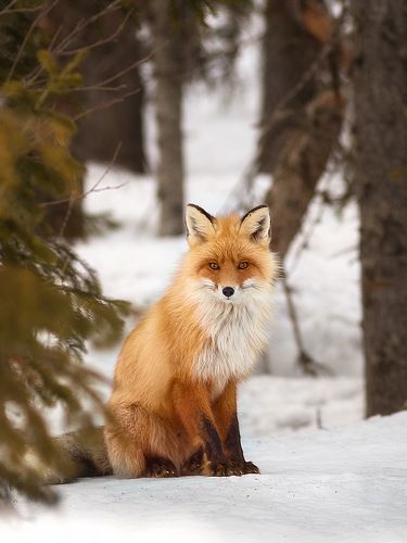 Обыкнове́нная или ры́жая лиси́ца