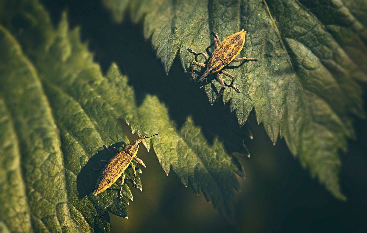 жук,желтый,лист,зелень,свет,насекомое,красный,муравей, Юрий Котов