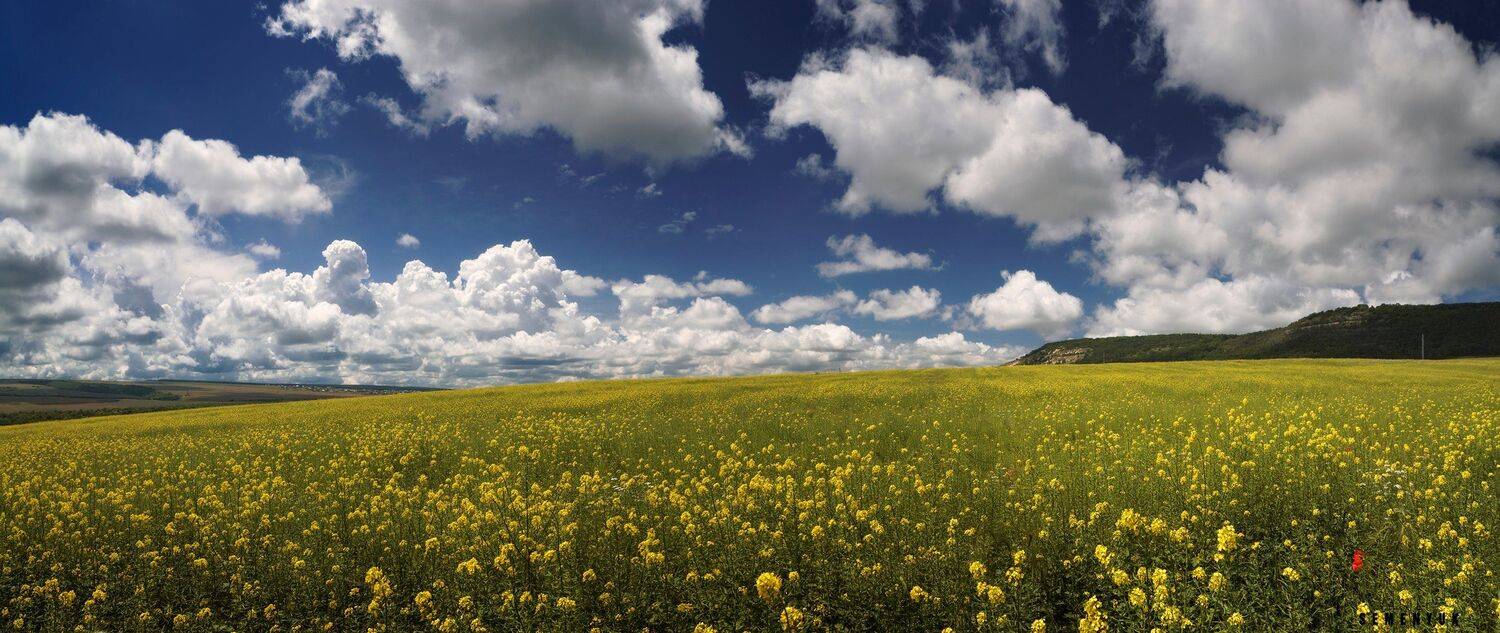 крым, горчица, бахчисарай, поле, панорама, цветение, облака, красивое небо., Семенюк Василий