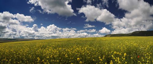 В Горчичных полях под Бахчисараем.