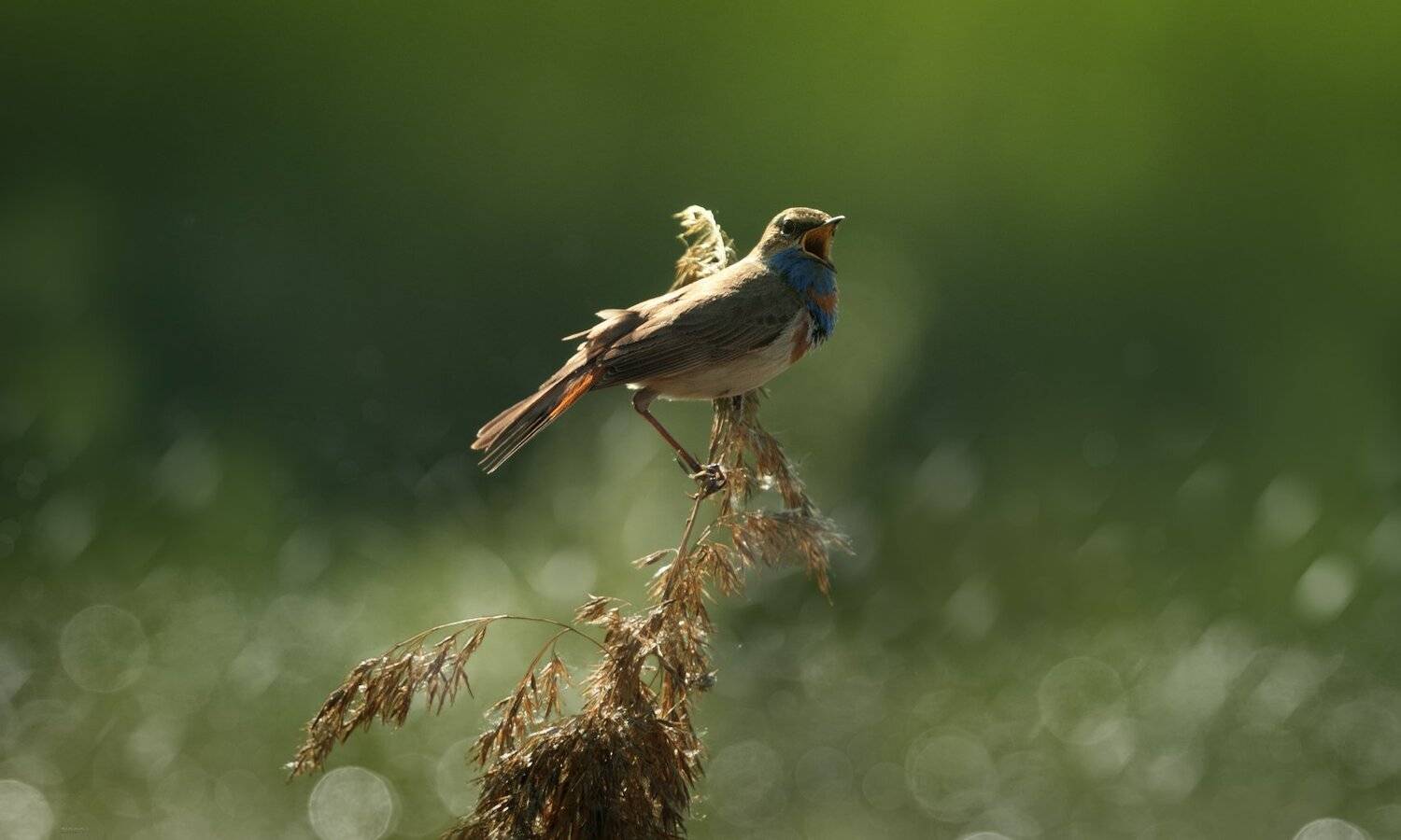 природа, лес, животные, птицы, Дмитрий Посевич