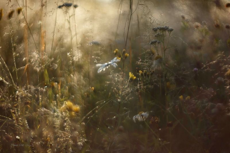 лето, гелиос Мелодия лета.... фото превью