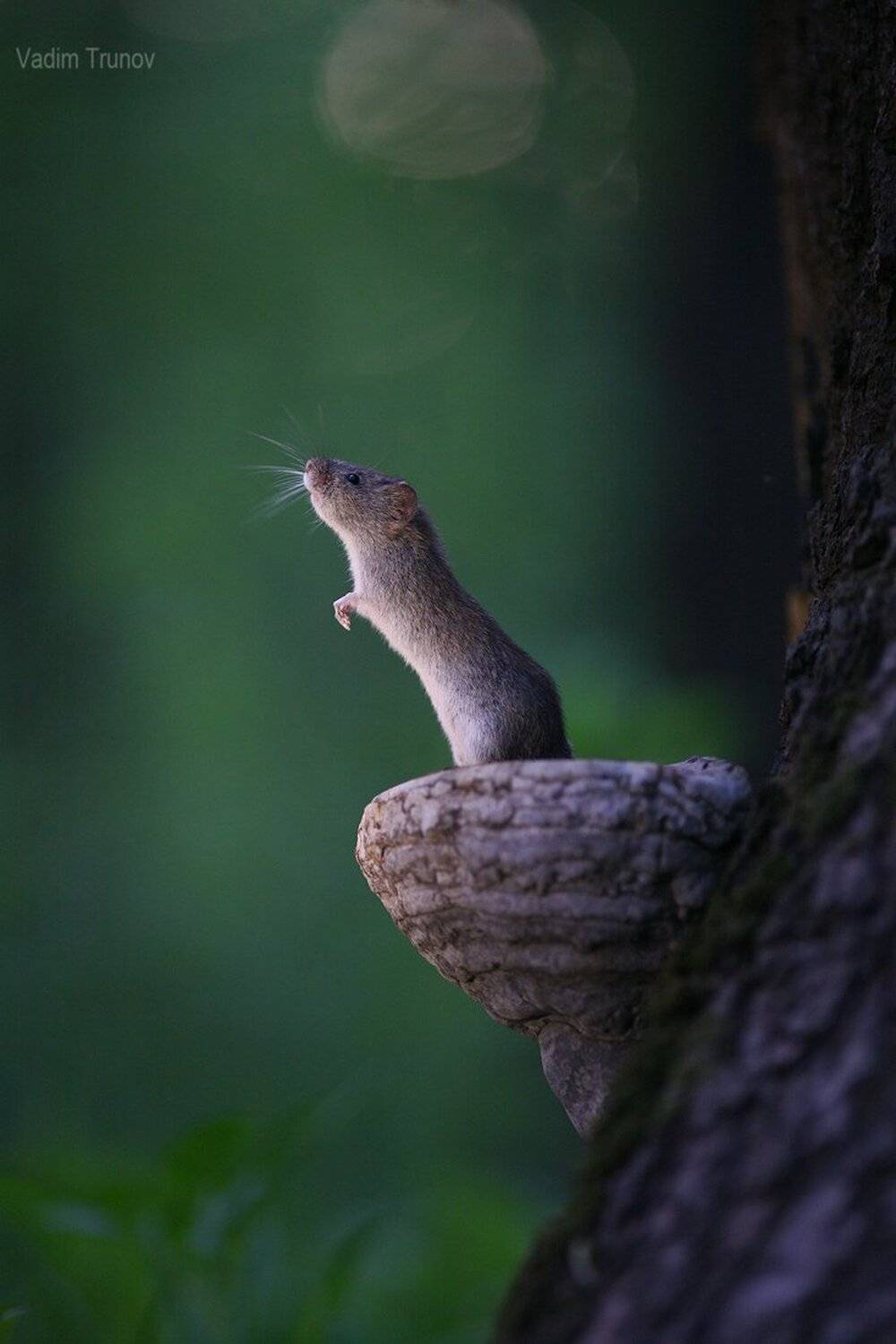 , Вадим Трунов