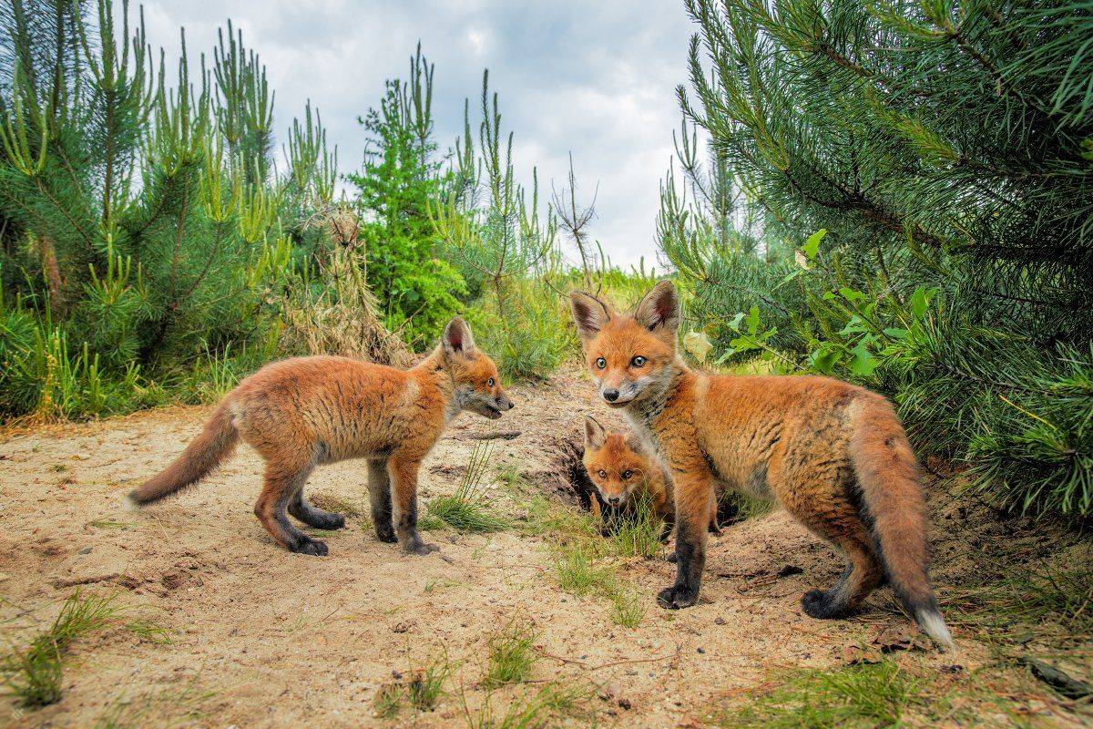 red fox, pups, puppies, animals, wildlife, Wojciech Grzanka