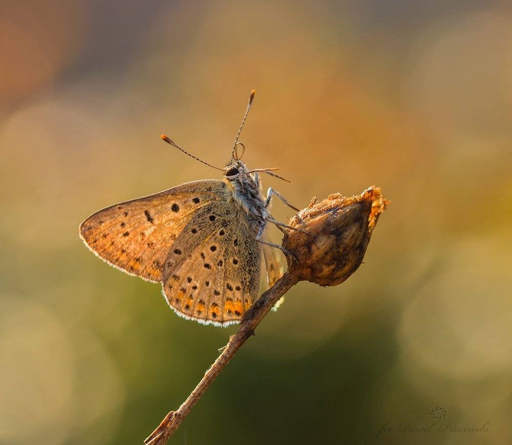 , Pawel Plucinski
