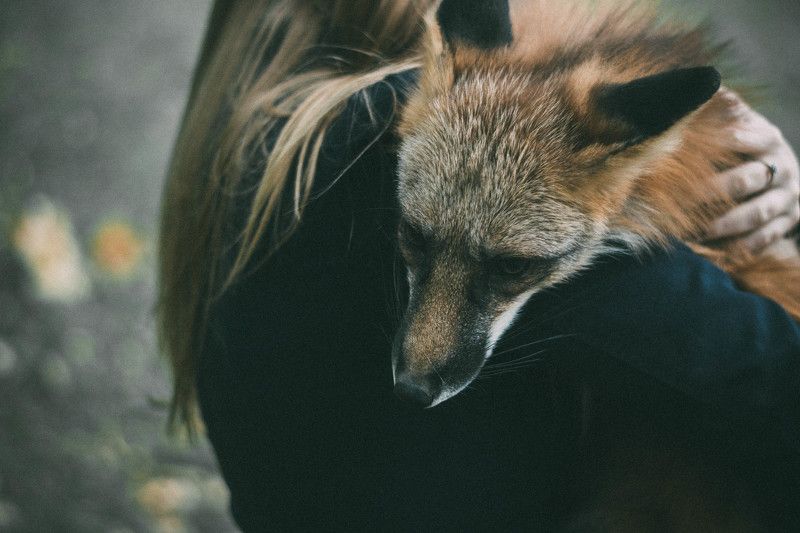 Fox story фото превью