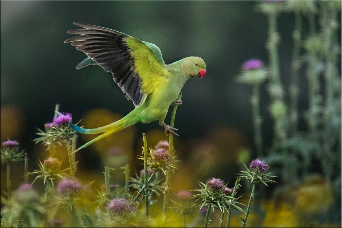 попугай, Людмила Бекман