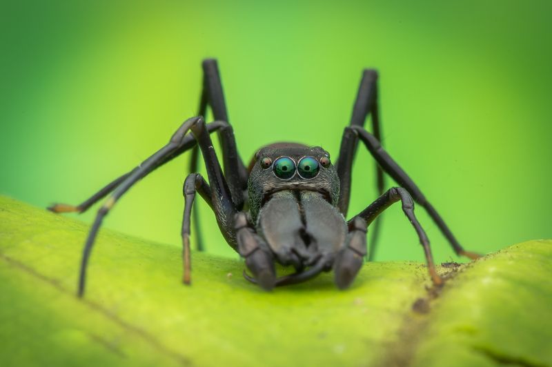 #hypnotize, #ant, #mimic, #spider, #eyes, #macro, #npl You have being hypnotize фото превью