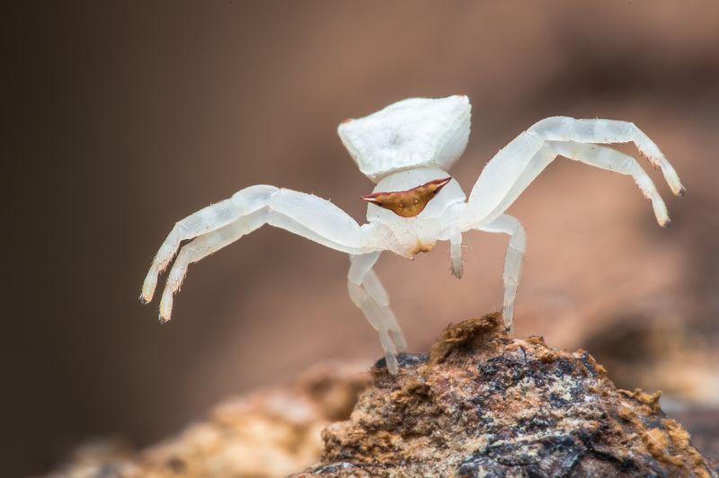 #white, #flower, #crab, #spider, #hugs, #macro #npl A killer Hugs фото превью