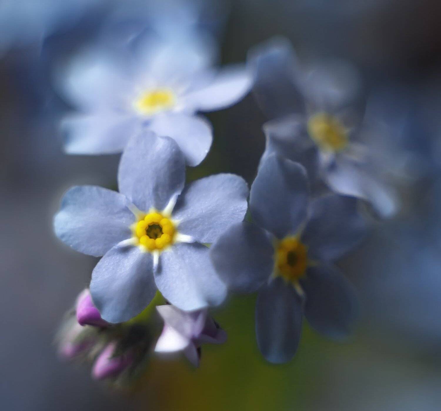 , Николай Андреев