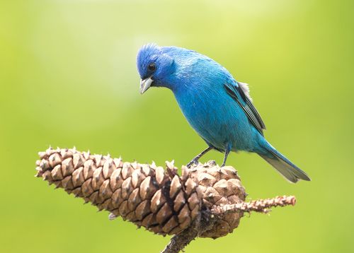 Индиговый овсянковый кардинал - Indigo Bunting