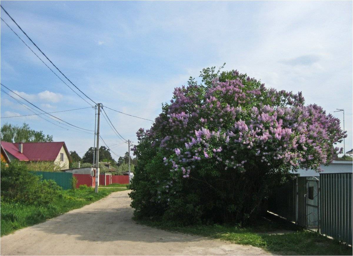 сирень, КарОл