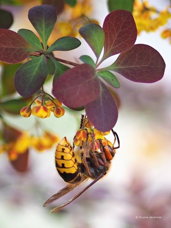 шершень обыкновенный, оса шершневая, vespa crabro, весна, насекомые, дача, барбарис, флора, фауна, московская область Шершни на барбарисе фото превью