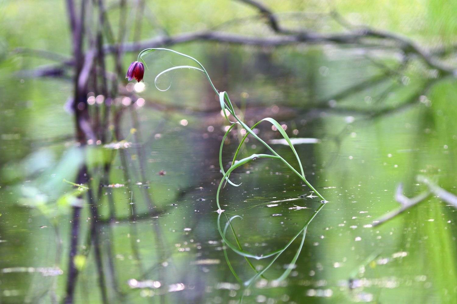 рябчик, малый, fritillaria, meleagroides, самарский лес, Sergii Markov