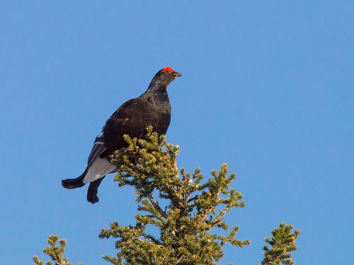 Тетерев -косач