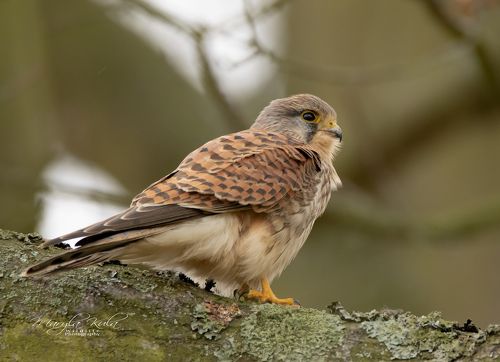 Kestrel