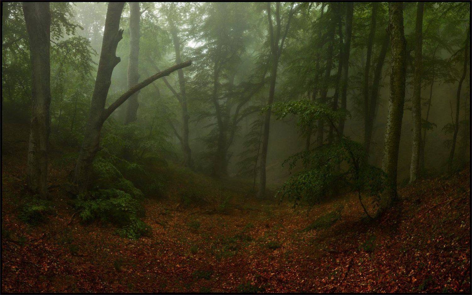 , Владимир Метцгер