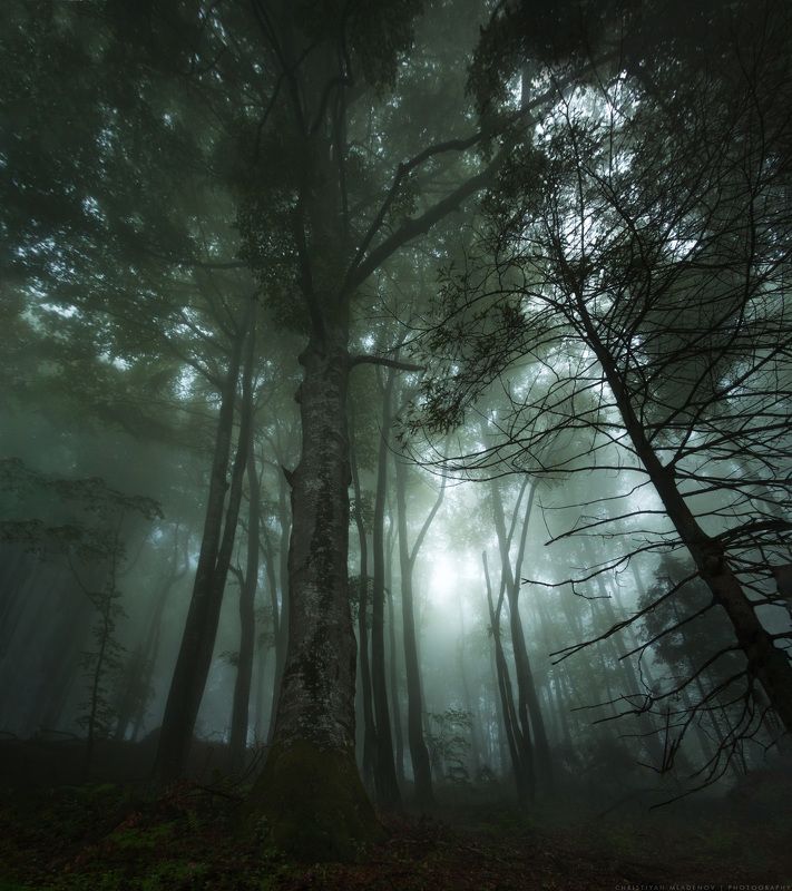 landscape, forest, tree, wide angle, fog, mist, mountain, woods, spring, bulgaria, nature, green, plant, weed, leafs, dream, panorama, woodland, gora, mountain, Enchanted Forest фото превью