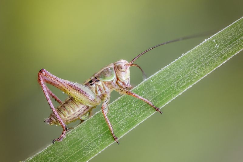 Кузнечик фото превью