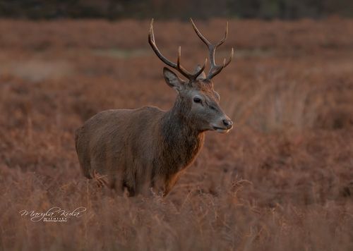 Red Deer Stag