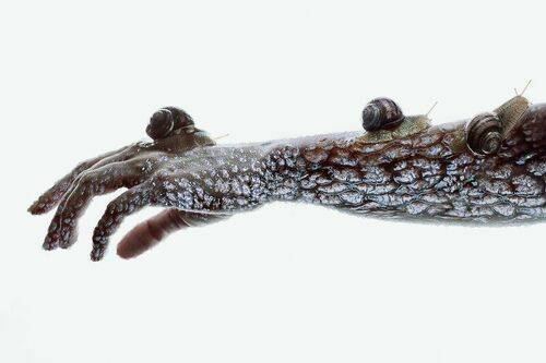 Snailomorph