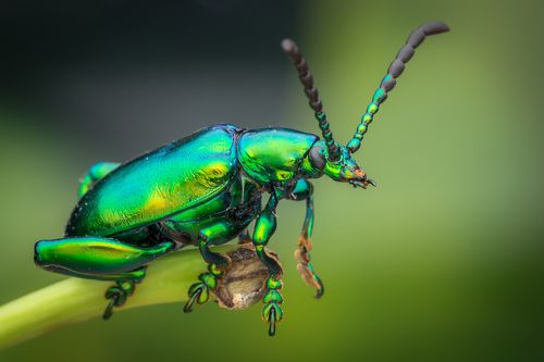 Metalic Green Froggy Beetle