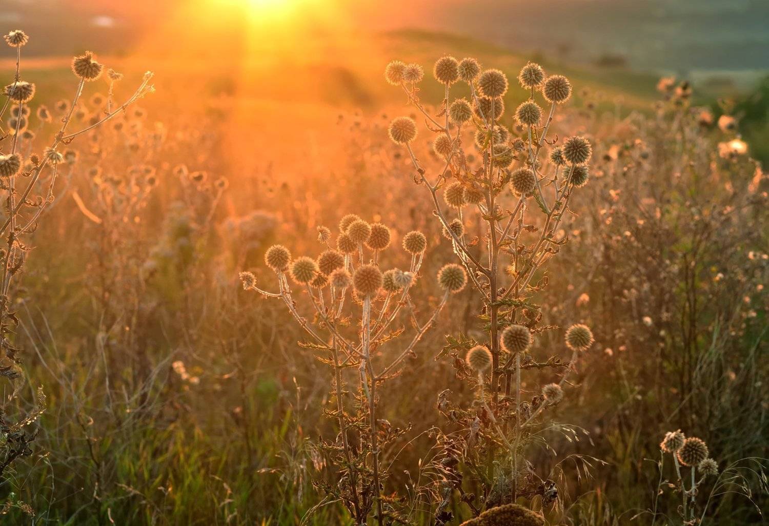 лето рассвет степь солнце, Александр Жарников