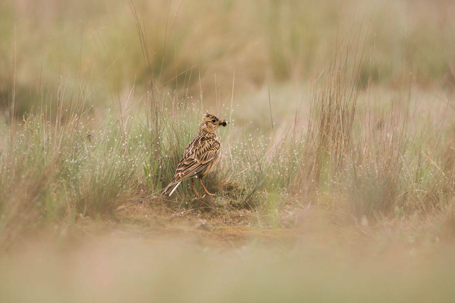 , Arkadiusz Michalak