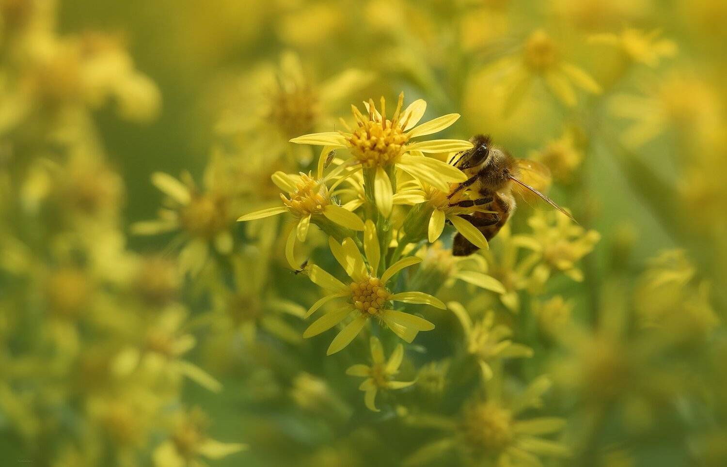 природа, бабочки, , паучки, макро, Дмитрий Посевич