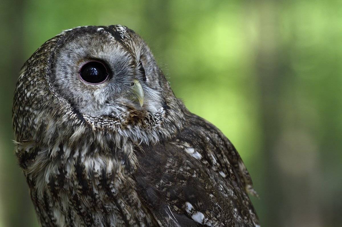 птицы birds strix aluco, Jaroslav Mego