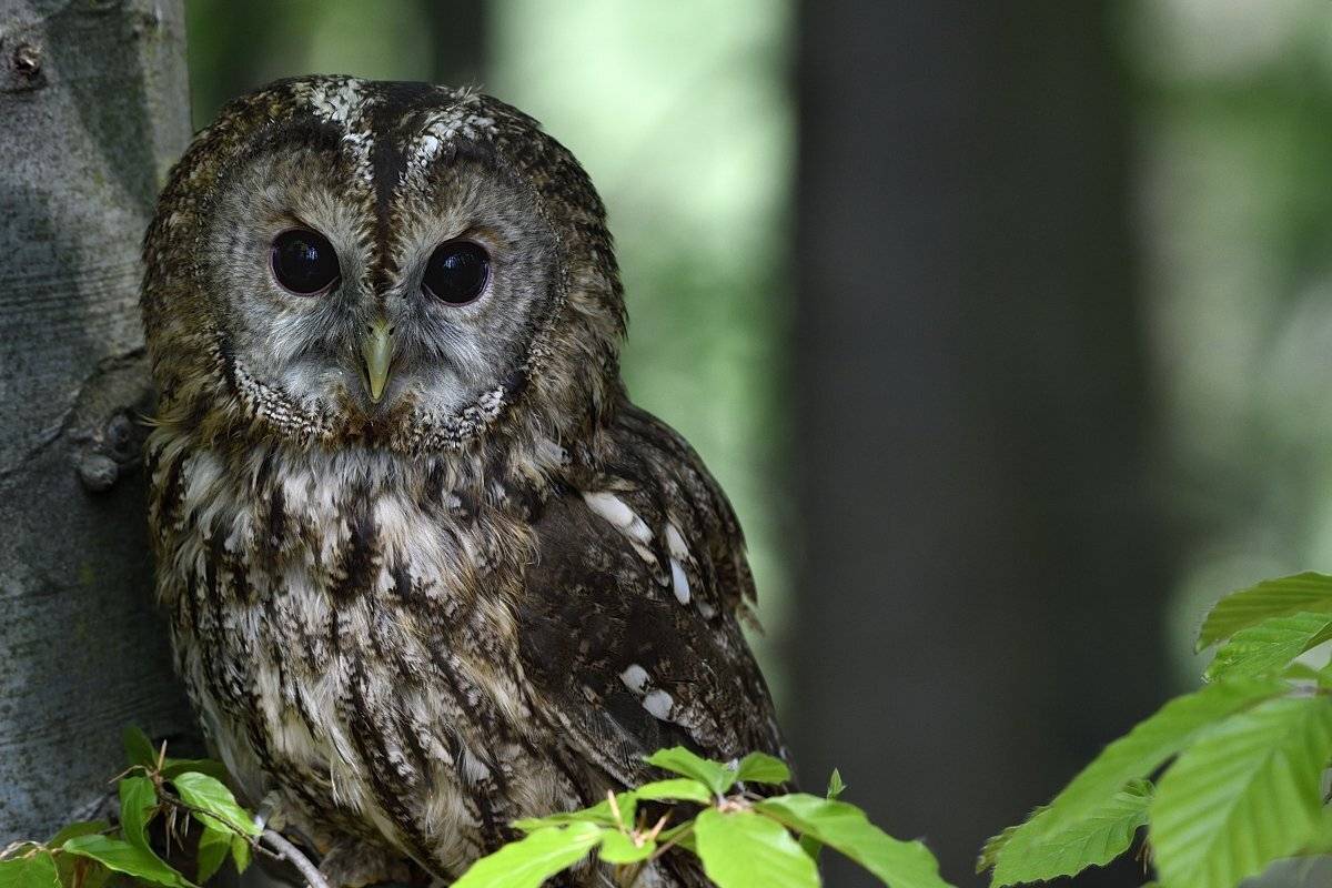 птицы birds strix aluco, Jaroslav Mego