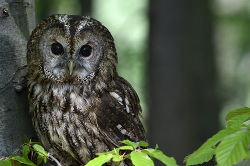 Strix aluco