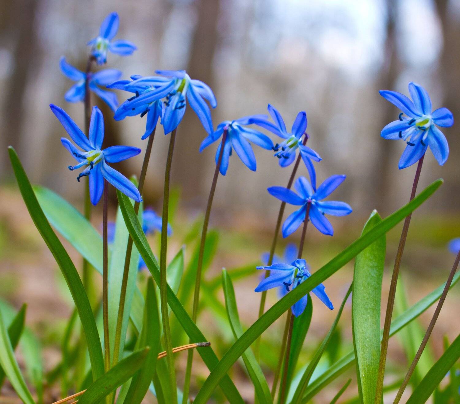 , Руслан Востриков