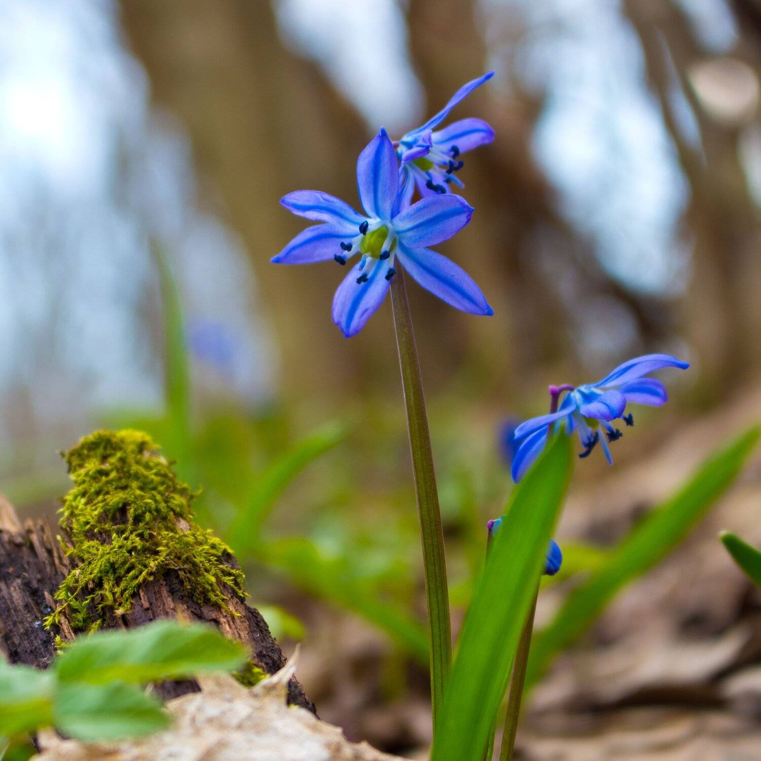 , Руслан Востриков