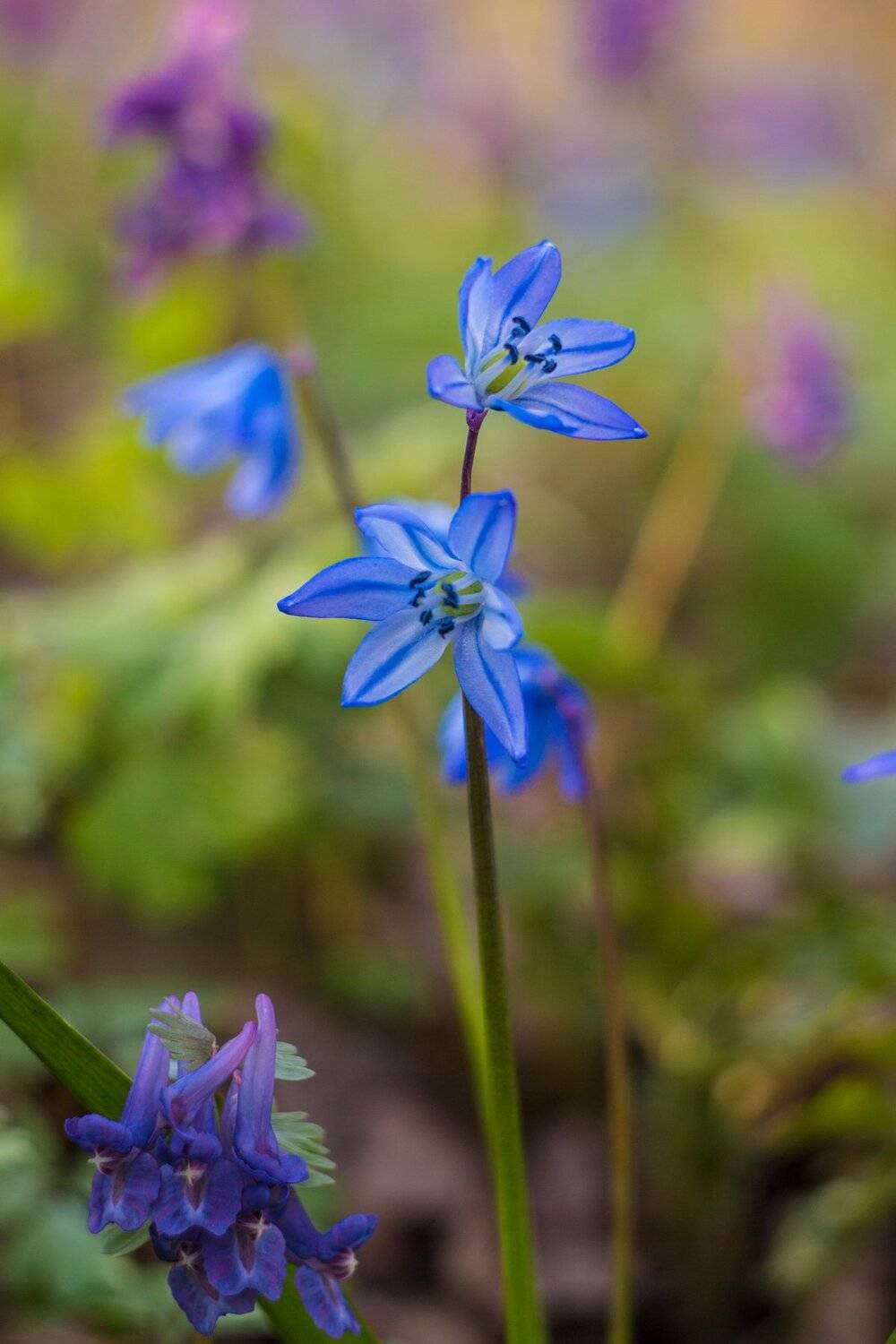 , Руслан Востриков