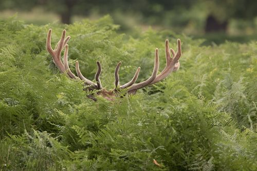 Red Deer Stag