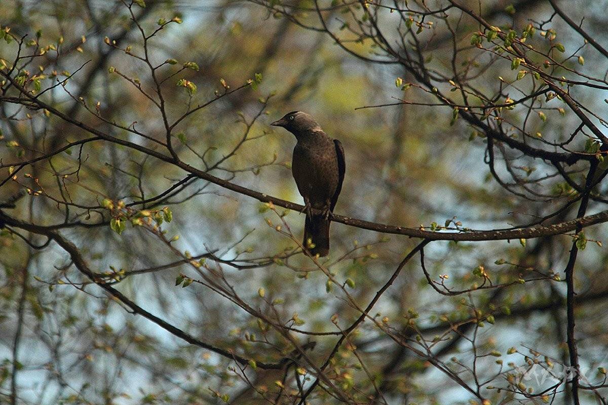 животные птицы галка весна май, Шангареев Марс