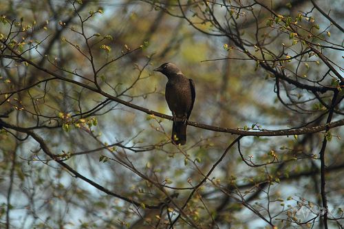 Весенняя галочка