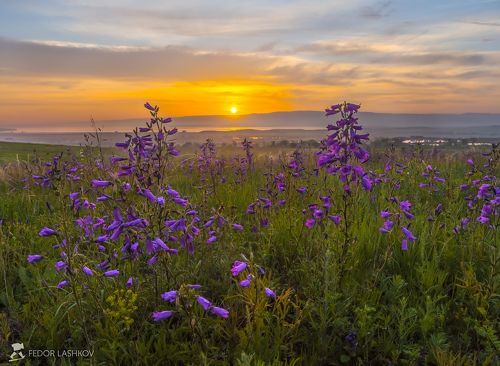 Колокольчики на рассвете