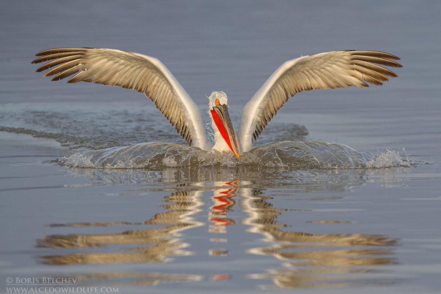 , Борис Белчев