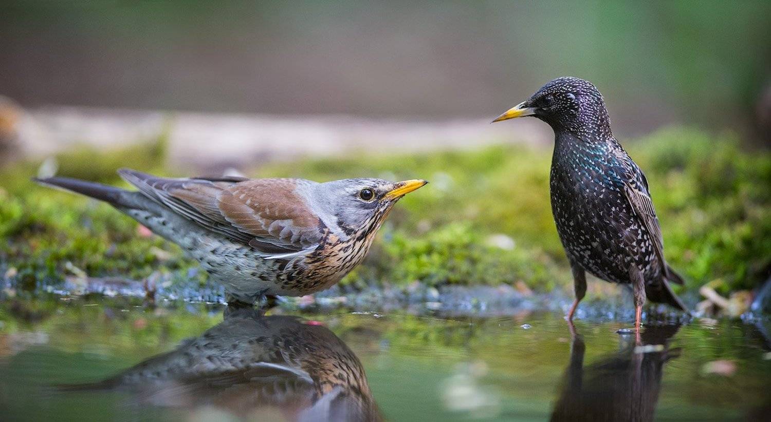 дрозд, скворец, рябинник, птицы, вода,birds, starling, fieldfare, wildlife, Голубев Дмитрий