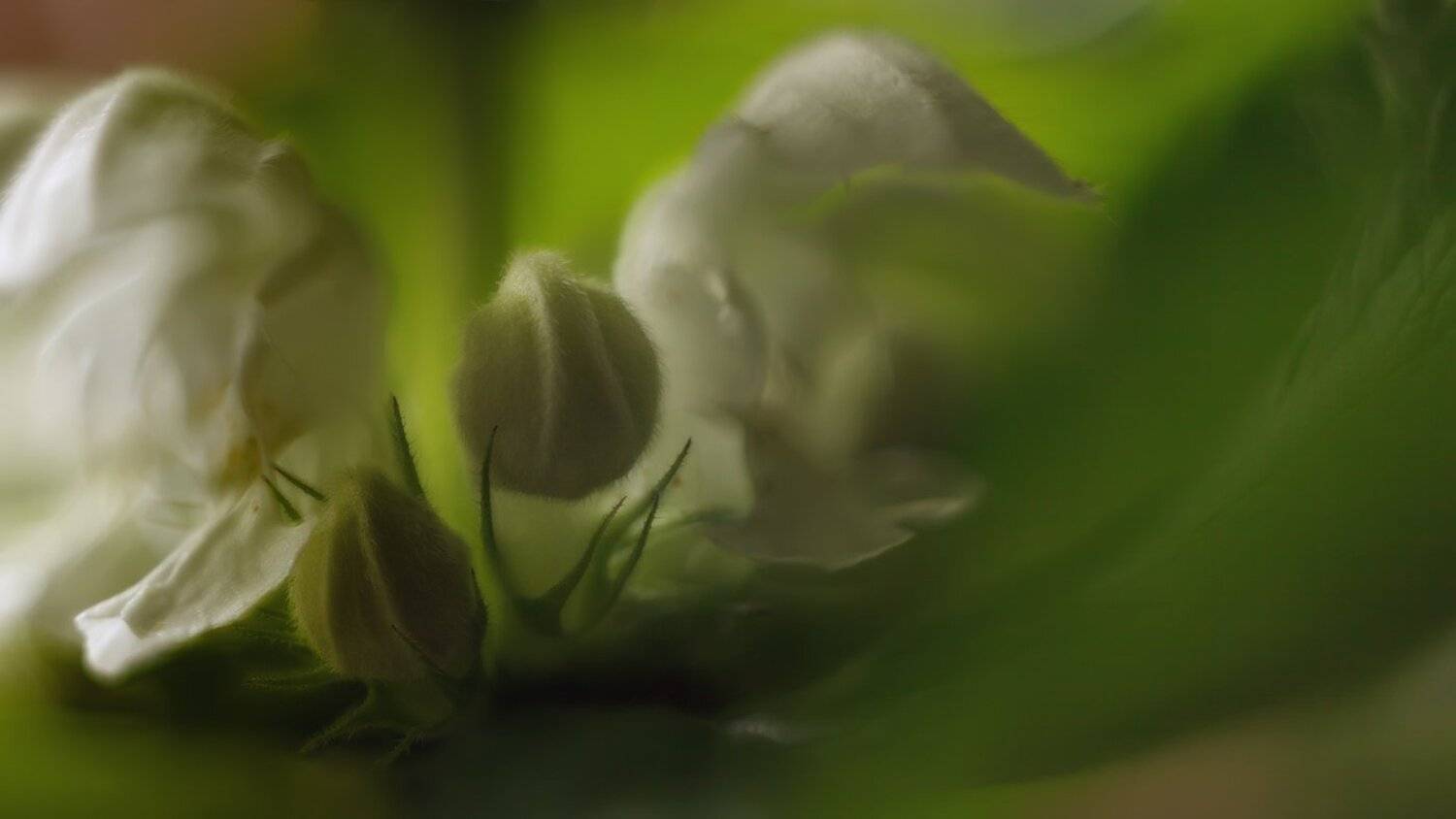 , Николай Андреев