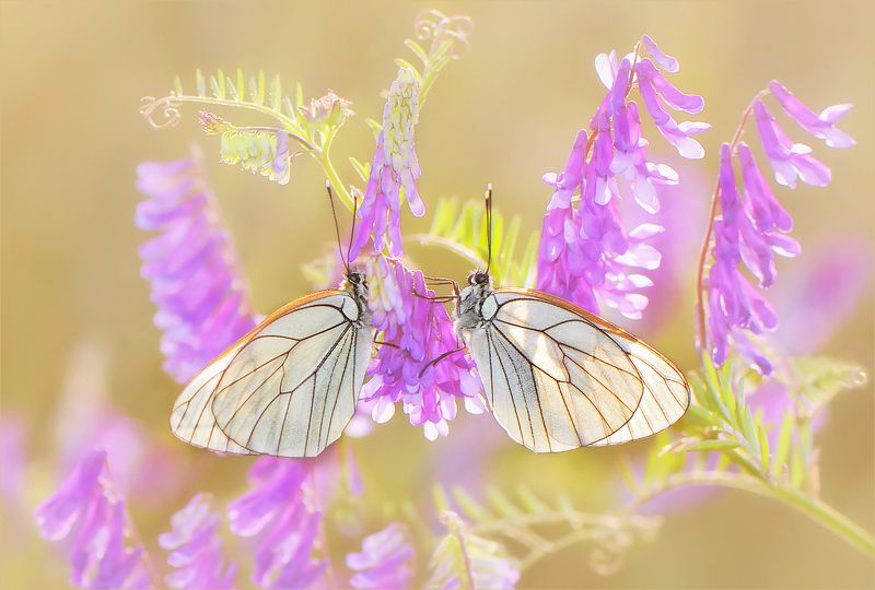 Утомленные солнцем. фото превью