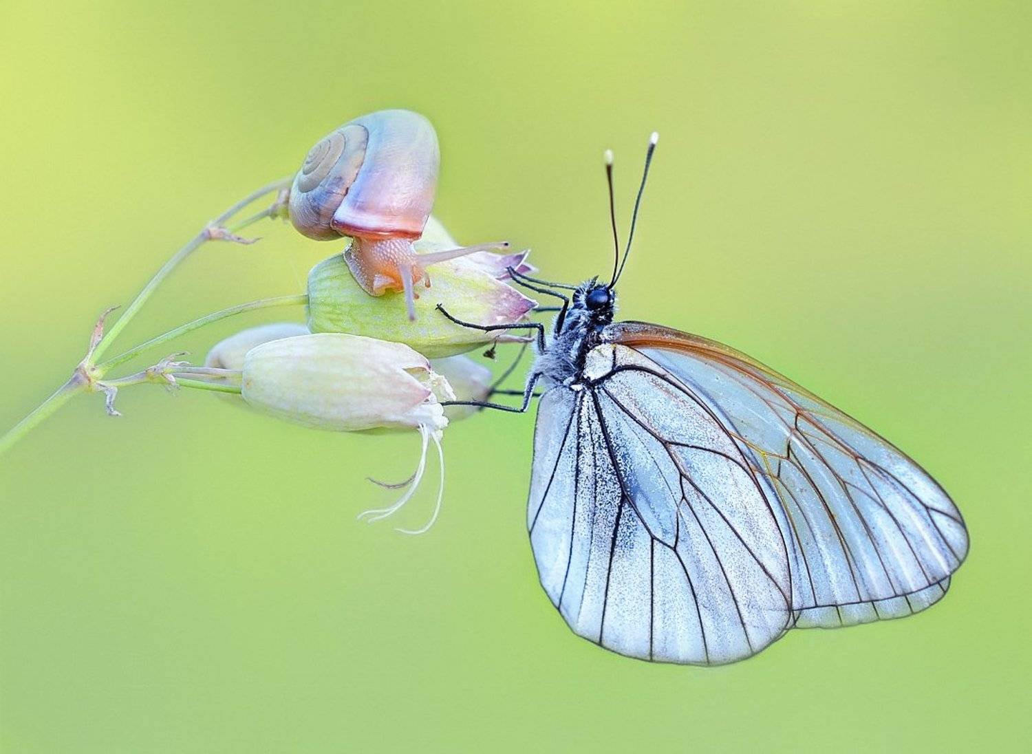 , Елена Елена