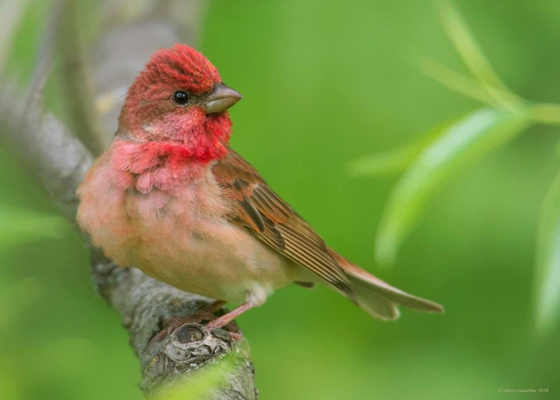 , Валерий Субачев