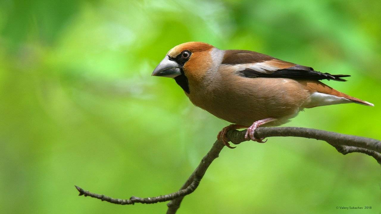 , Валерий Субачев